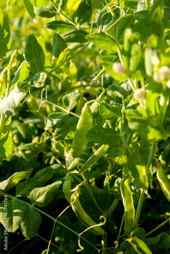 Sugar peas with flowers and pods in the vegetable garden over blurry background.. Sugar peas with flowers and pods in the vegetable garden over blurry background..