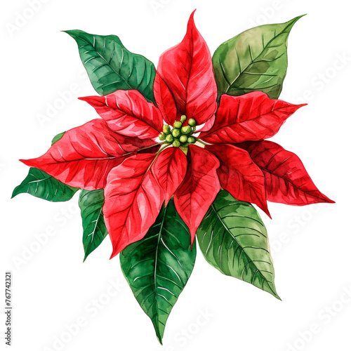 Watercolor Christmas poinsettia flower. Isolated on transparent background.