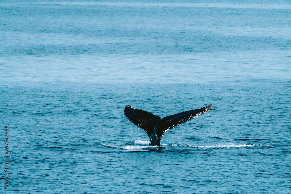 Fototapeta premium Humpbackwhale humpback whale in iceland fluke in the atlantic ocean