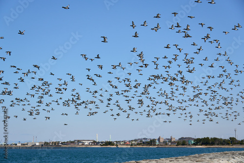 海岸の空を覆う無数の海鳥