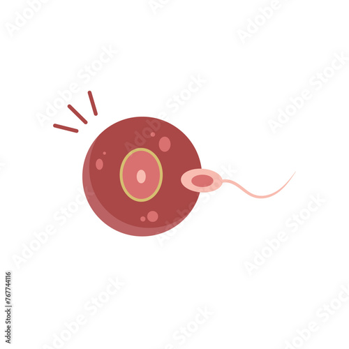 vector illustration of fertilization process on a white backgroundhuman. illustration of body organs photo