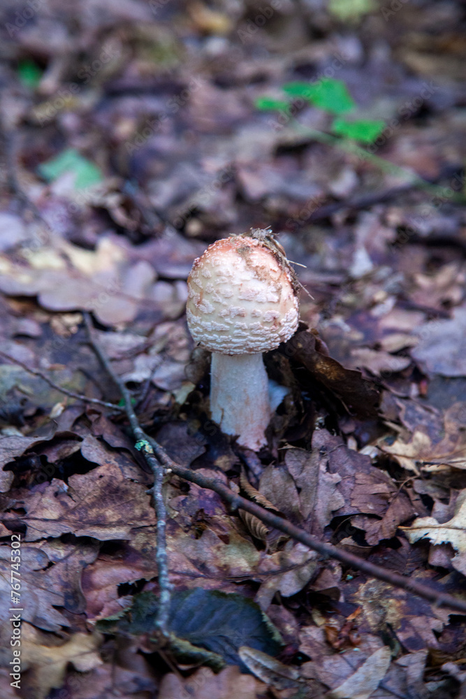 Amanita rubescens, known as blushing amanita in autumn forest.. Amanita rubescens, known as blushing amanita in autumn forest..