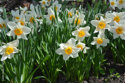 White daffodils bloom in garden spring flower bed