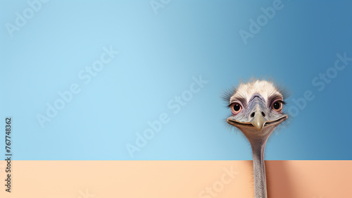 Curious ostrich peeks out, ostrich head on a smooth background, light pastel background copy of the space