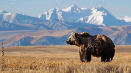 Large Brown Bear Standing on Dry Grass Field