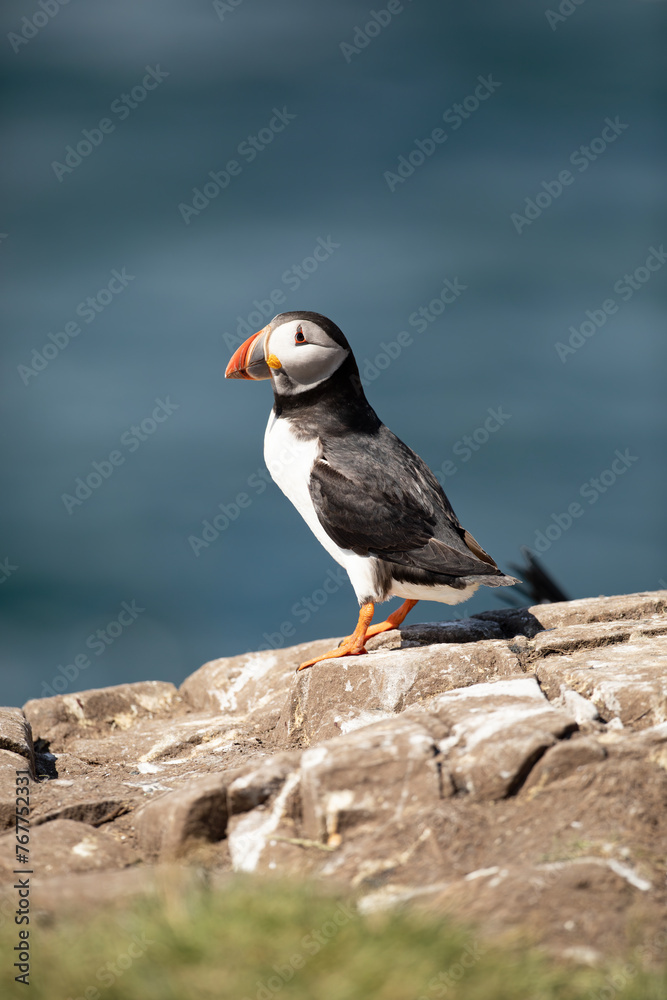 Fototapeta premium Close-Up of a Puffin Bird on Coastal Cliff Against Blue Sky A Colorful and Detailed Portrait of a Puffin with a Bright Orange Beak