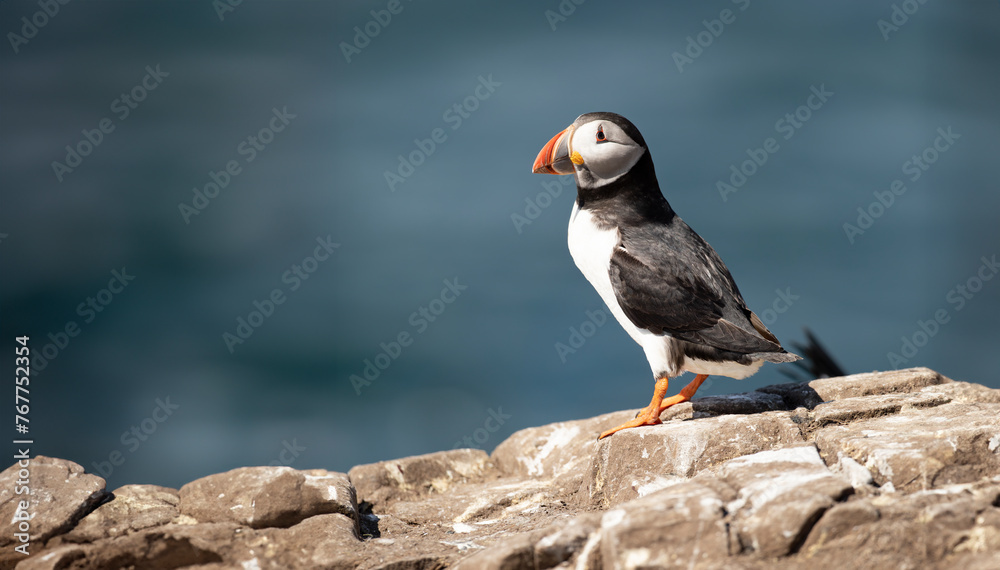 Close-Up of a Puffin Bird on Coastal Cliff Against Blue Sky A Colorful and Detailed Portrait of a Puffin with a Bright Orange Beak - obrazy, fototapety, plakaty 