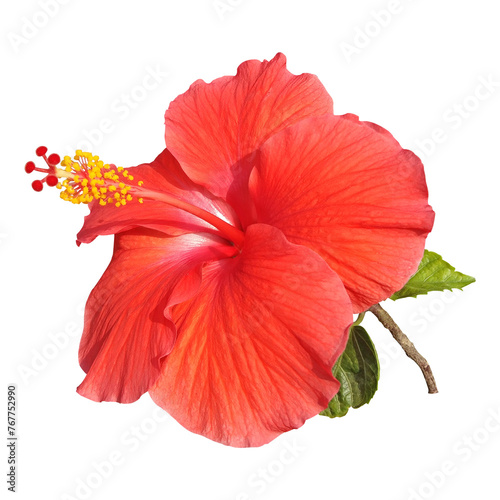 fresh red hibiscus flower isolated image 