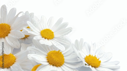 Macro shot of white daisy flowers cluster