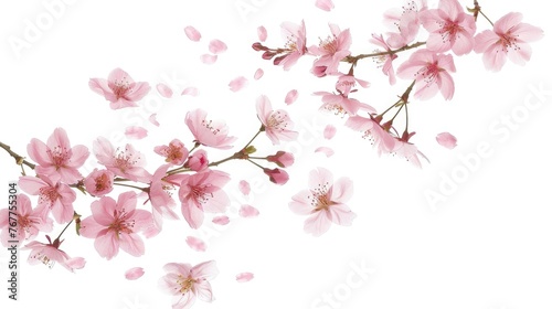 Branch of pink blossoms isolated on white