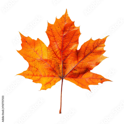  Maple leaf against an isolated white background