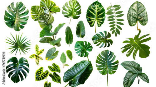 Natural of Beautiful Tropical green leaves isolated on Transparent Background