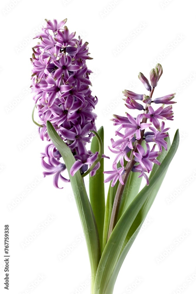 Obraz premium various multicolor flowers of hyacinth plants at sprring