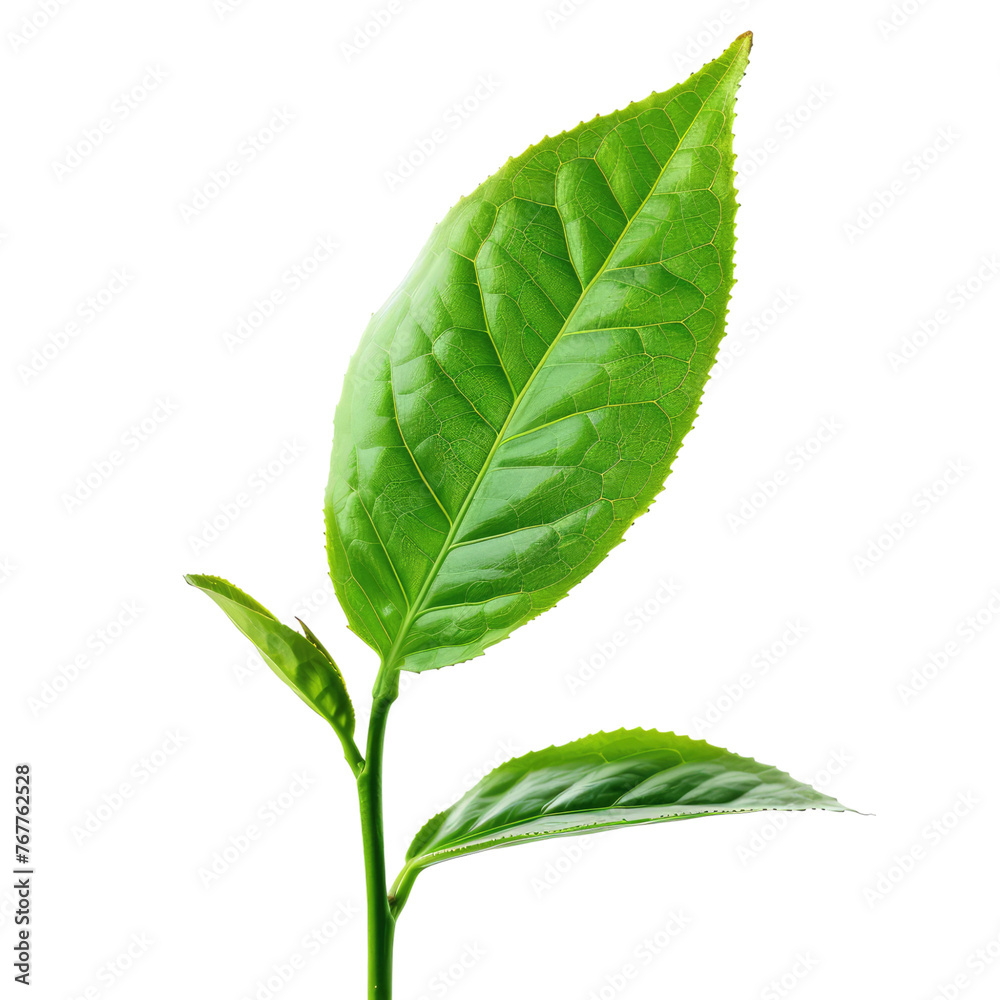 Obraz premium Tea leaf isolated on transparent background