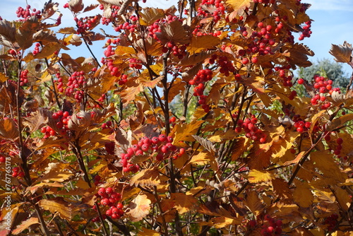 Autumnal foliage and red fruits of Sorbus aria in October photo