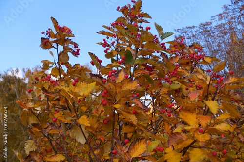 Multicolored autumnal foliage and red fruits of Sorbus aria against blue sky in mid October photo