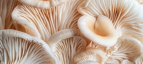 abstract background of mushroom gills. Mushroom texture background. Abstract wallpaper design with close up of oyster mushroom pattern. Delicate natural print for wall art © Sabina Gahramanova