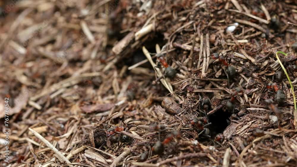 Work and life of forest ants in an anthill. The anthill is teeming with ants, close up, macro, insect diversity concept Work and life of forest ants in an anthill. The anthill is teeming with ants, close up, macro, insect diversity concept