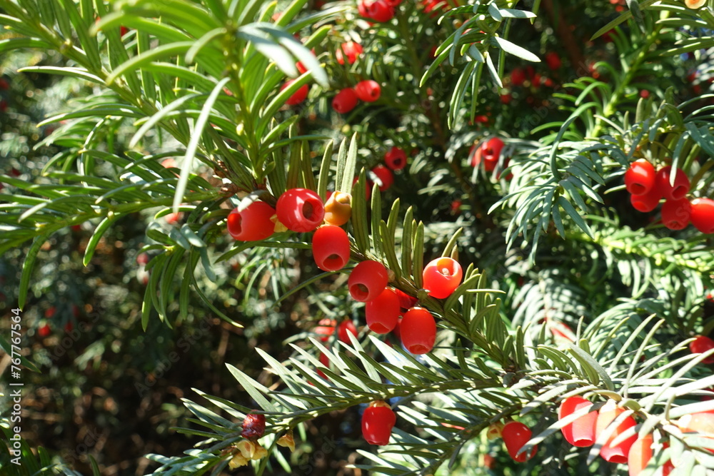 Obraz premium Bright red seed cones of common yew in October