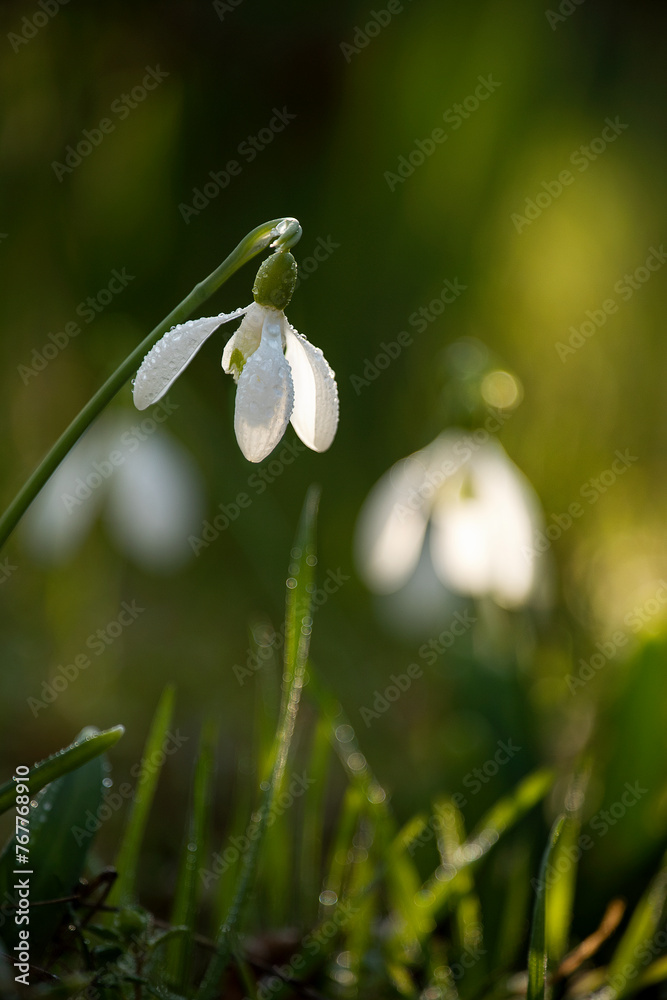 tender spring primroses and snowdrops in drops of dew in the sunlight in a clearing in a dark forest. tender spring primroses and snowdrops in drops of dew in the sunlight in a clearing in a dark forest.