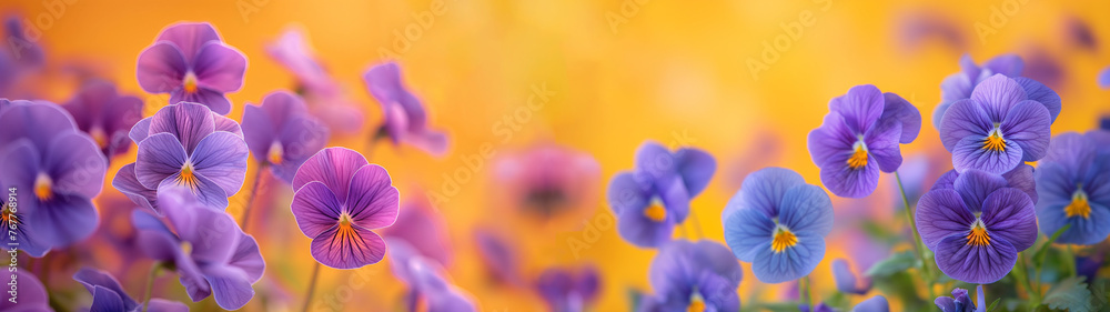 Panorama of delicate purple pansies against an orange background with soft golden glow illuminating petals. Pansies with yellow glow, springtime mood and warm color palette, blurred garden backdrop. Panorama of delicate purple pansies against an orange background with soft golden glow illuminating petals. Pansies with yellow glow, springtime mood and warm color palette, blurred garden backdrop.