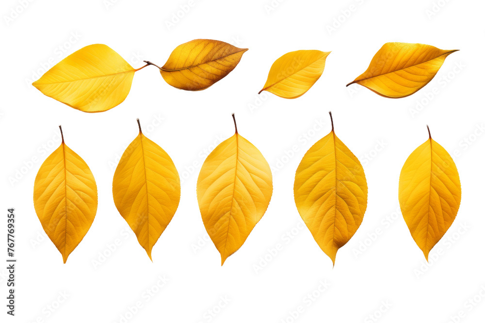 A Dance of Golden Leaves. On a White or Clear Surface PNG Transparent Background.