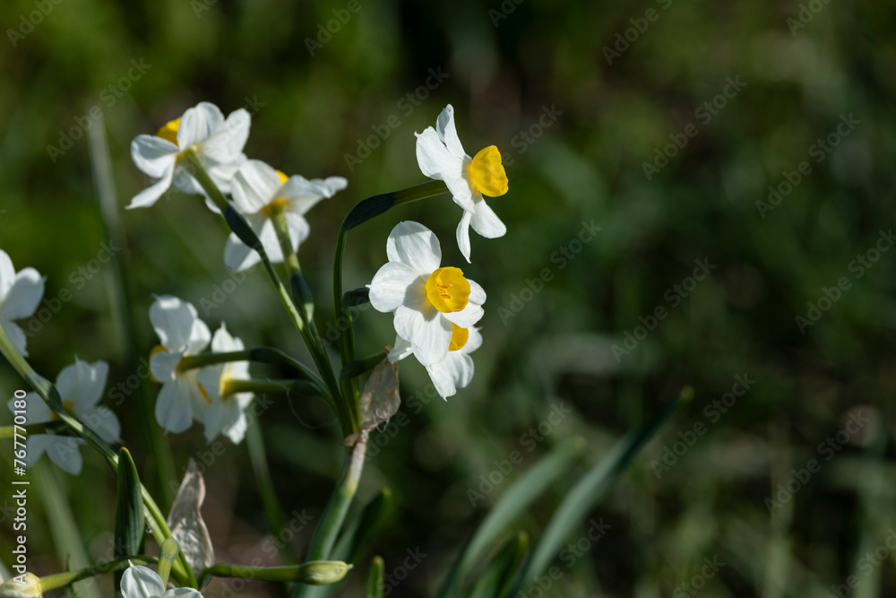 Fioritura primaverile di narcisi nei campi piacentini Fioritura primaverile di narcisi nei campi piacentini