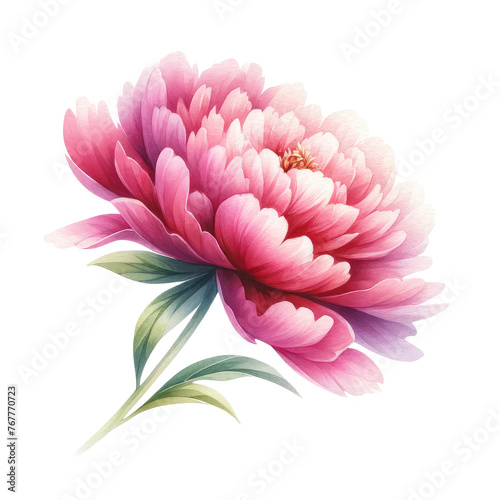 Watercolor peony clipart with delicate petals and vibrant hues. Watercolor peony clipart for graphic resources.