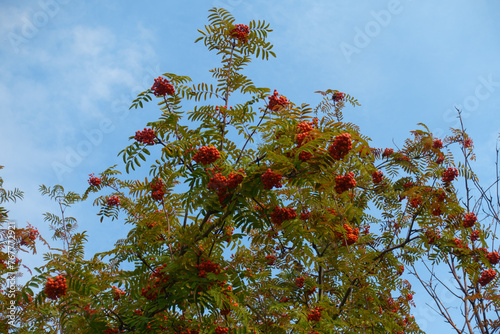 Light blue sky and crown of Sorbus aucuparia with orange fruits in mid October photo