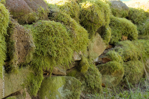 an old stone wall overgrown with moss