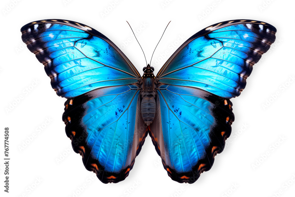 Beautiful Blue Morpho butterfly isolated on a white background with clipping path - obrazy, fototapety, plakaty 