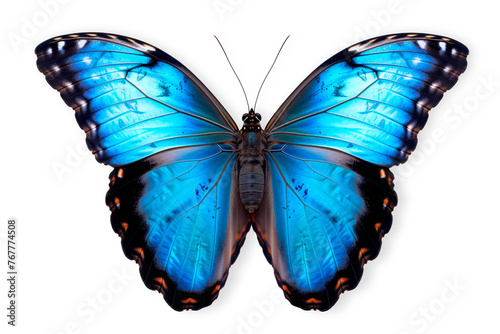 Beautiful Blue Morpho butterfly isolated on a white background with clipping path photo
