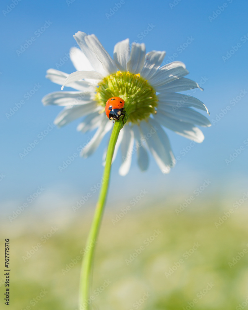 Ladybug crawls on a daisy on a sunny summer day