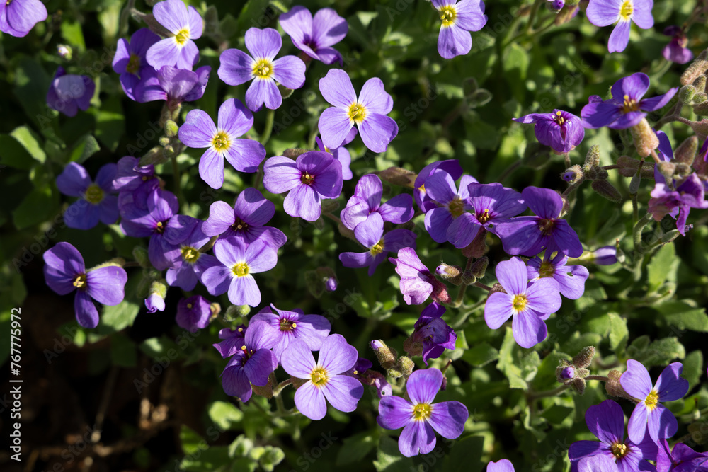veilchen blume frühling lila