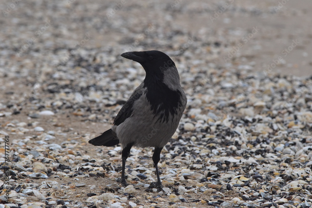 Dohle - Rabenvogel