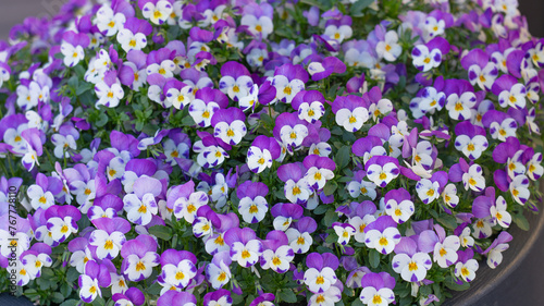 many violet wild pancy flowers  photo