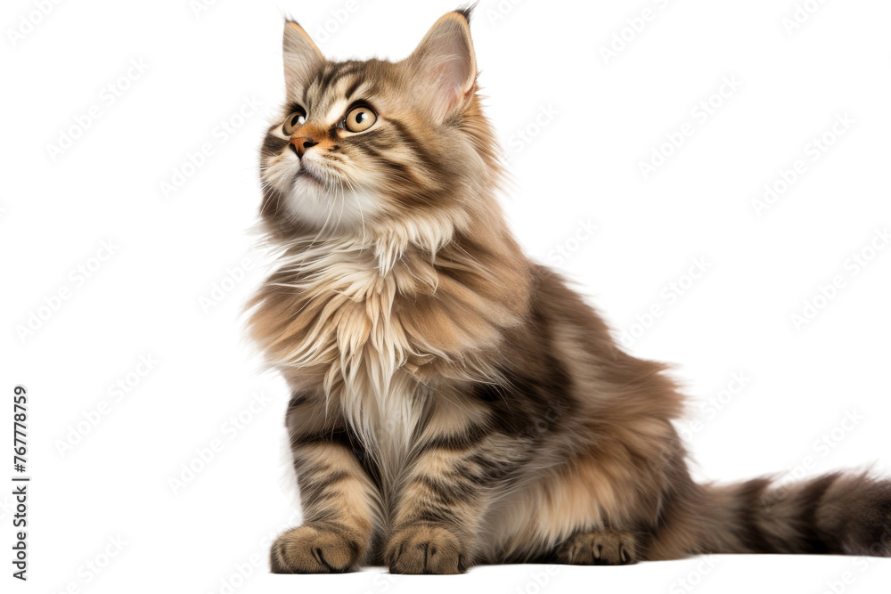 Ethereal Long-Haired Feline Gazing Up. On a White or Clear Surface PNG Transparent Background.