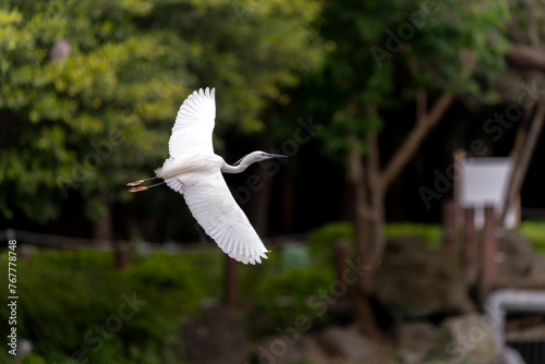 Great egret in flight, wings wide open, park in Taiwan