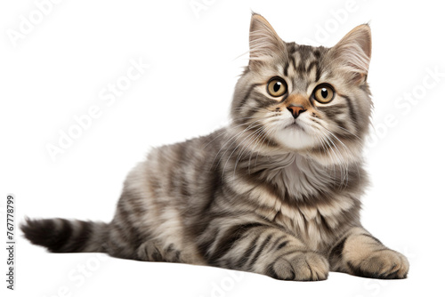 The Feline Gaze. On a White or Clear Surface PNG Transparent Background.