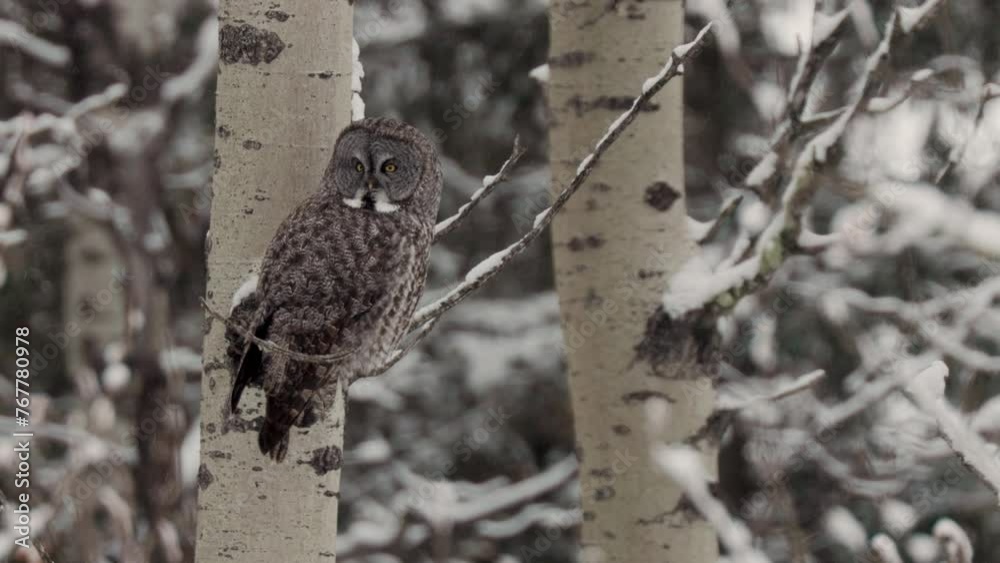 A serene great gray owl sits motionless on a tree branch, enveloped in a tranquil, snow-covered forest. The soft light of dusk highlights the intricate patterns on the owls feathers. A serene great gray owl sits motionless on a tree branch, enveloped in a tranquil, snow-covered forest. The soft light of dusk highlights the intricate patterns on the owls feathers.