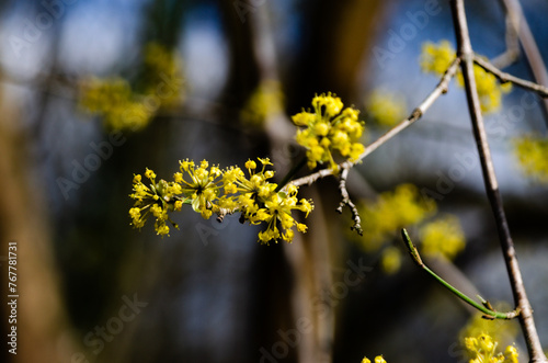 Cornelian Cherry. photo
