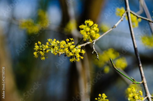 Cornelian Cherry. photo