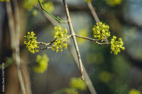 Cornelian Cherry. photo