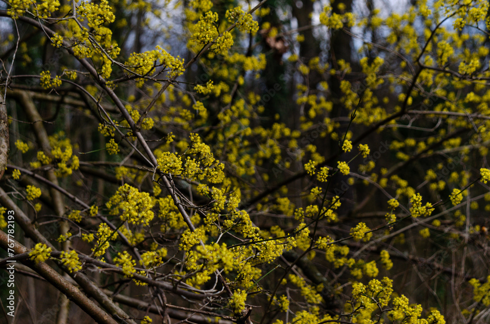 Cornelian Cherry. Cornelian Cherry.