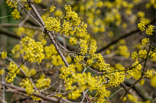 Cornelian Cherry. photo