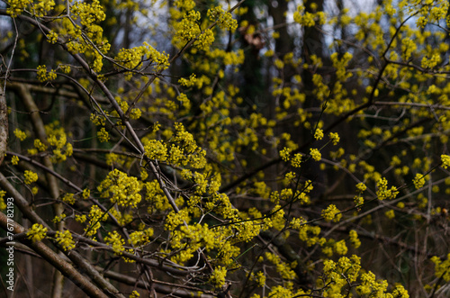 Cornelian Cherry. photo
