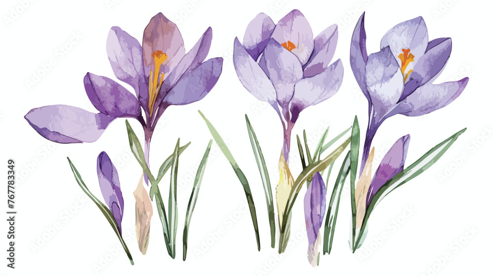 Spring crocuses flowers watercolor on a white background