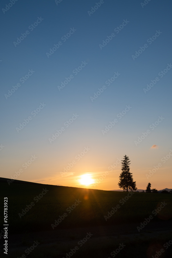 夕暮れの空と畑に立つマツの木　美瑛町
