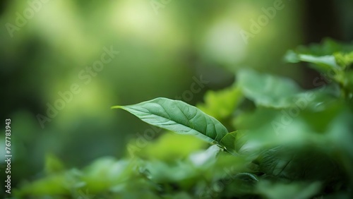 Green leaf on blurred background