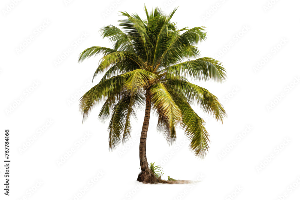 Obraz premium Majestic Palm Tree Dancing on a White Canvas. On a White or Clear Surface PNG Transparent Background.